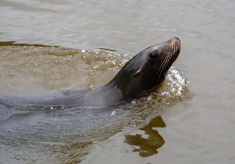 Obraz premium Photo of a sealion swimming