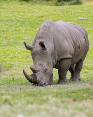 The white rhinoceros, white rhino or square-lipped rhinoceros (Ceratotherium simum)