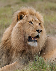 The lion (Panthera leo)