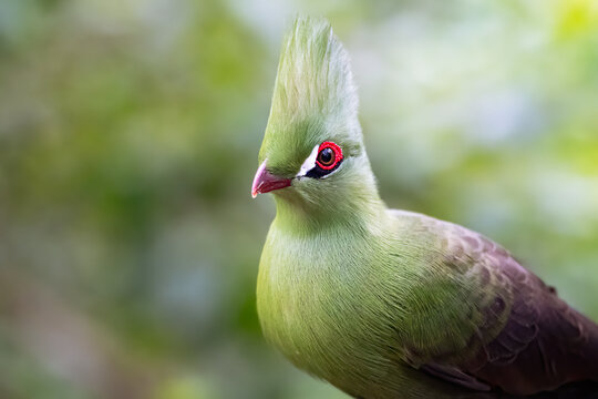 The Knysna turaco (Tauraco corythaix) or Knysna loerie