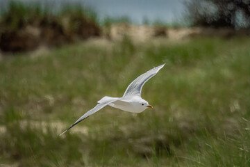Common Gull flying low over the dunes
