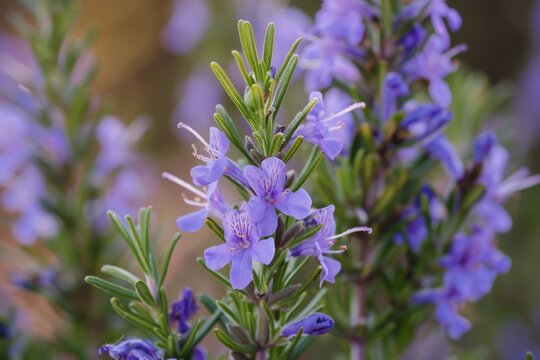 Fototapeta Close up shot of blooming rosemary