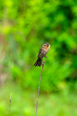 bird on a branch