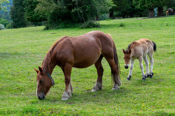 horse and foal