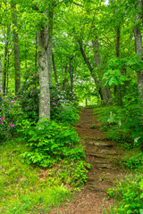 Obraz premium path in the forest
