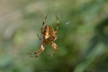 Insect