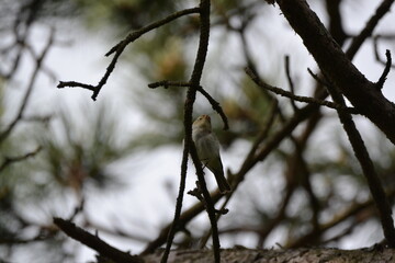 Bird