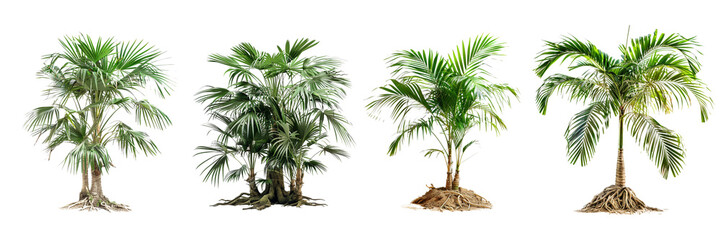 Fototapeta premium Untitled design - set of a with an intact palm tree on a transparent background