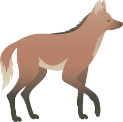 Color vector illustration of maned wolf or orange fox side view. Wild long-legged animal isolated on white background. Endangered mammal. Wildlife of South America.