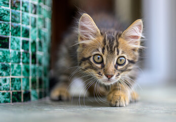 Curious Kitten Exploring Indoors Next to a Green Tiled Wall