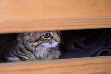 Curious Cat Hiding Inside Wooden Drawer