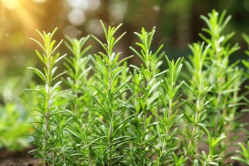 Garden grown rosemary