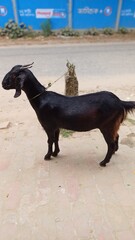 A goat tied to a stake by the side of a road