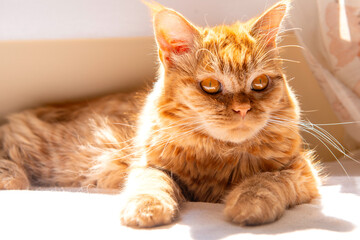 Fototapeta premium portrait of a cat