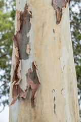 Trunk and bark，Corymbia citriodora, lemon-scented gum and other common names, is a species of tall tree that is endemic to north-eastern Australia. Dole Plantation, Oahu, Hawaii