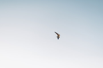 A vintage aircraft soars over a tranquil countryside landscape at golden hour with clear skies and rolling fields.