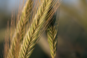 Close-up of an unripe ear of grain growing in the field. Filigree grains can be seen. There is...