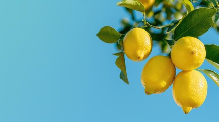 A close-up image of ripe lemons hanging from a branch against a clear blue sky