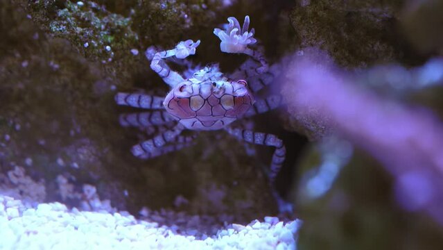 Pom Pom Crab reef aquarium