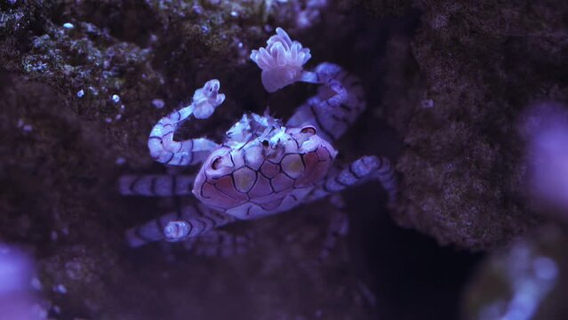 Pom Pom Crab reef aquarium
