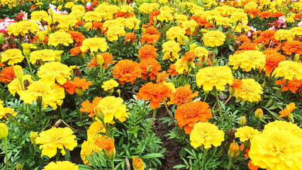 Yellow-orange flowers in the flowerbed. Carnation, aster velvet, summer flowers.