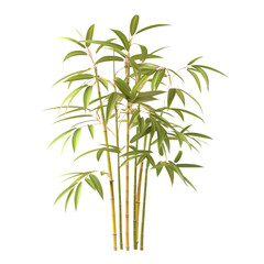 Obraz premium Bamboo plant separated from the background