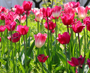 Obraz premium spring flower bed in full bloom with tulips and no people