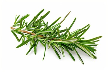 Fototapeta premium Isolated fresh rosemary twig on white background