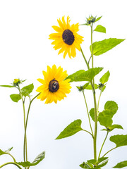 Fototapeta premium Spring sketch, yellow sunflowers on green stems on white background