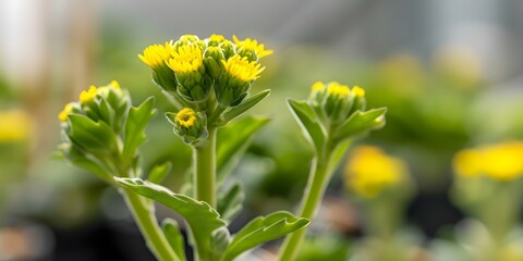 Obraz premium Senecio plant with yellow blossoms in early stages of growth. Concept Senecio plant care, Yellow flowers, Early growth, Indoor gardening