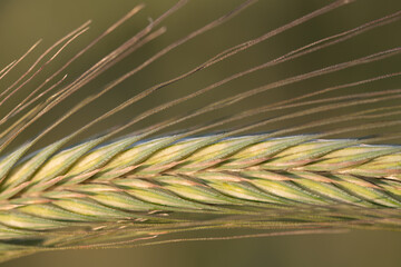 Fototapeta premium Close-up of an unripe ear of grain growing in the field. Filigree grains can be seen. There is space for text