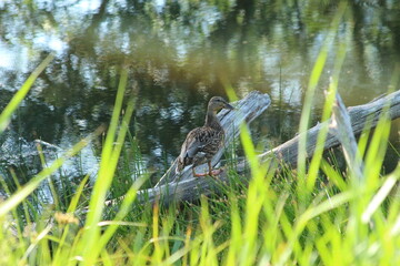 A femelle Malard on water