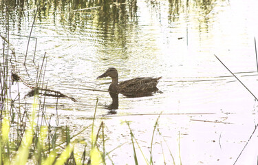A femelle Malard on water