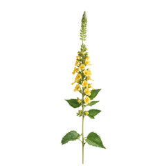 verbascum sinatum on white background flower yellow Dziewanna png