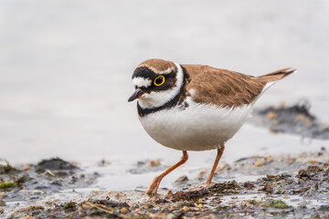 Little ringed plover (Charadrius dubius), bird standing on the lake shore