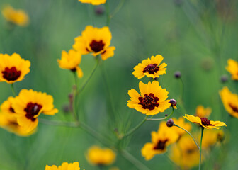 yellow flowers in the garden