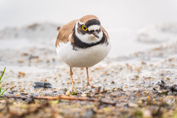 Little ringed plover (Charadrius dubius), bird standing on the lake shore