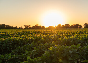 field at sunset