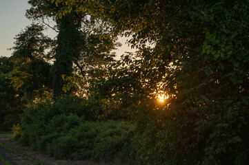 sun shining through trees