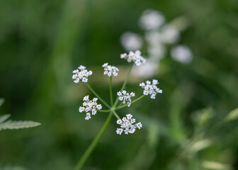 flowers in the meadow