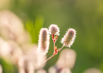 flowers in the grass