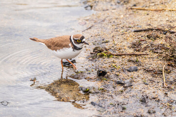 Little ringed plover (Charadrius dubius), bird standing on the lake shore