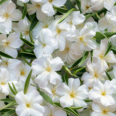 Fototapeta premium oleander seamless pattern flower botanical nature