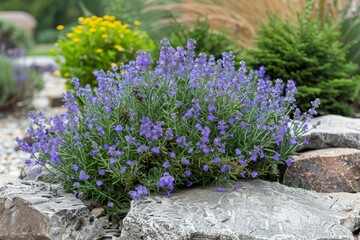 Obraz premium Rosemary bush with purple flowers in bloom