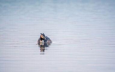 The waterfowl bird Great Crested Grebe swimming in the calm lake