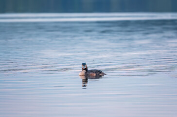 The waterfowl bird Great Crested Grebe swimming in the calm lake