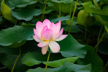 Lonely Lotus