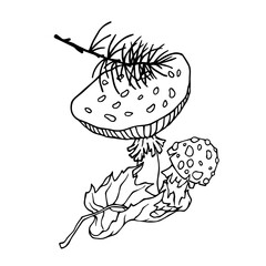 Sketch, doodle of fly agaric mushrooms leaves, coniferous branches. Vector graphics.