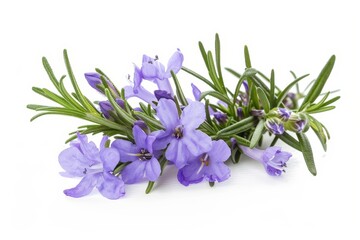 Spring rosemary flower on white background