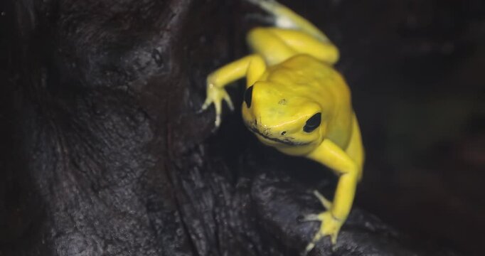 A golden poison frog Amphibian, also known as the golden dart frog or golden poison arrow frog, a poison dart frog endemic to the rainforests of Colombia.